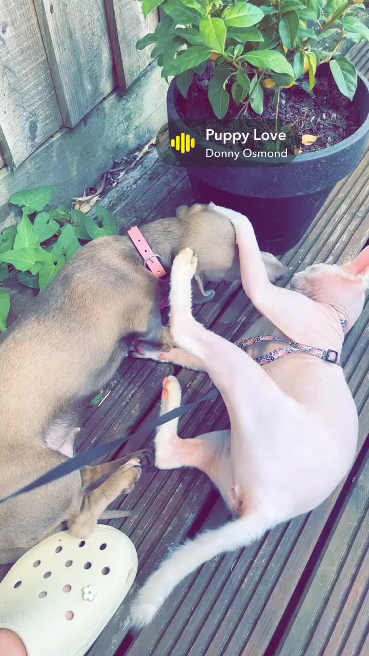 Sphynx cats for sale: Beautiful Sphynx cats need re homing  - Video 2