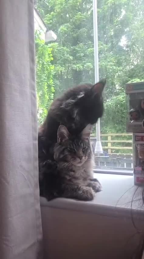 Maine Coon cats for sale: 8 month Maine coon girl  - Video 2