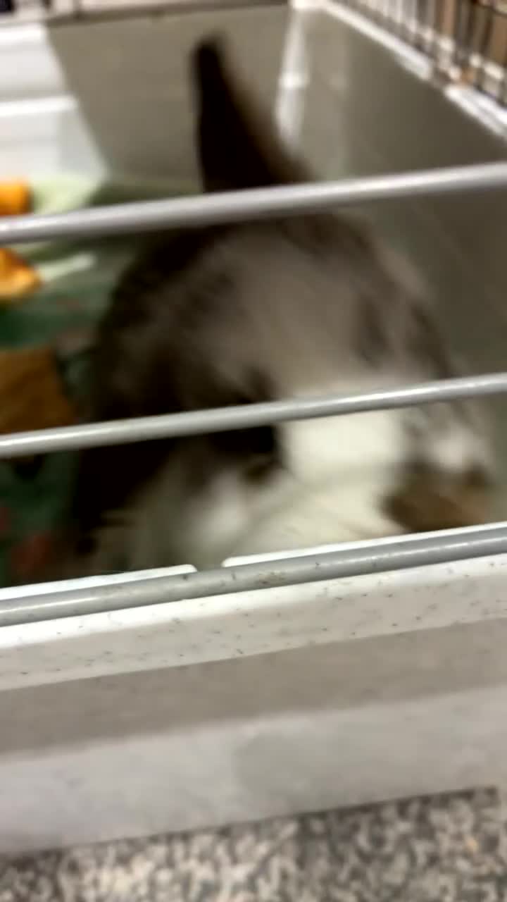 Budgerigars birds for sale: Baby mini lop males rabbits  - Video 3