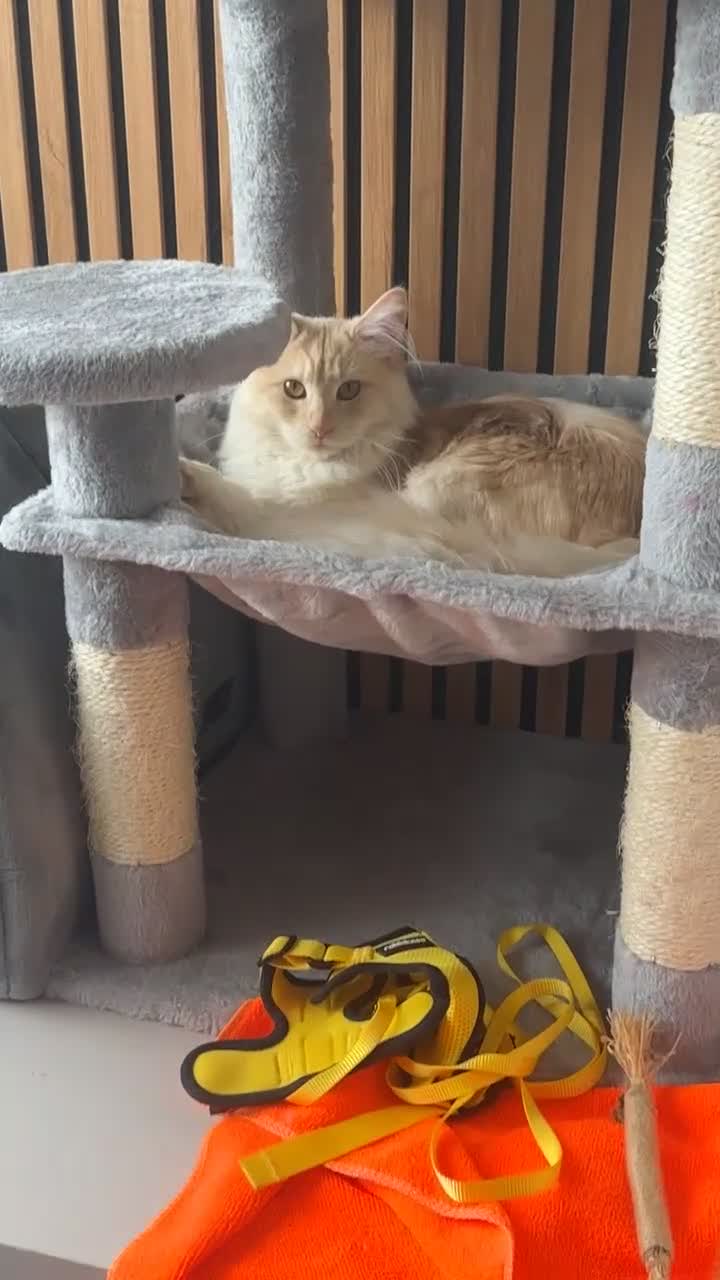 Maine Coon cats for sale: Female 2 year old Maine Coon for sale  - Video 2