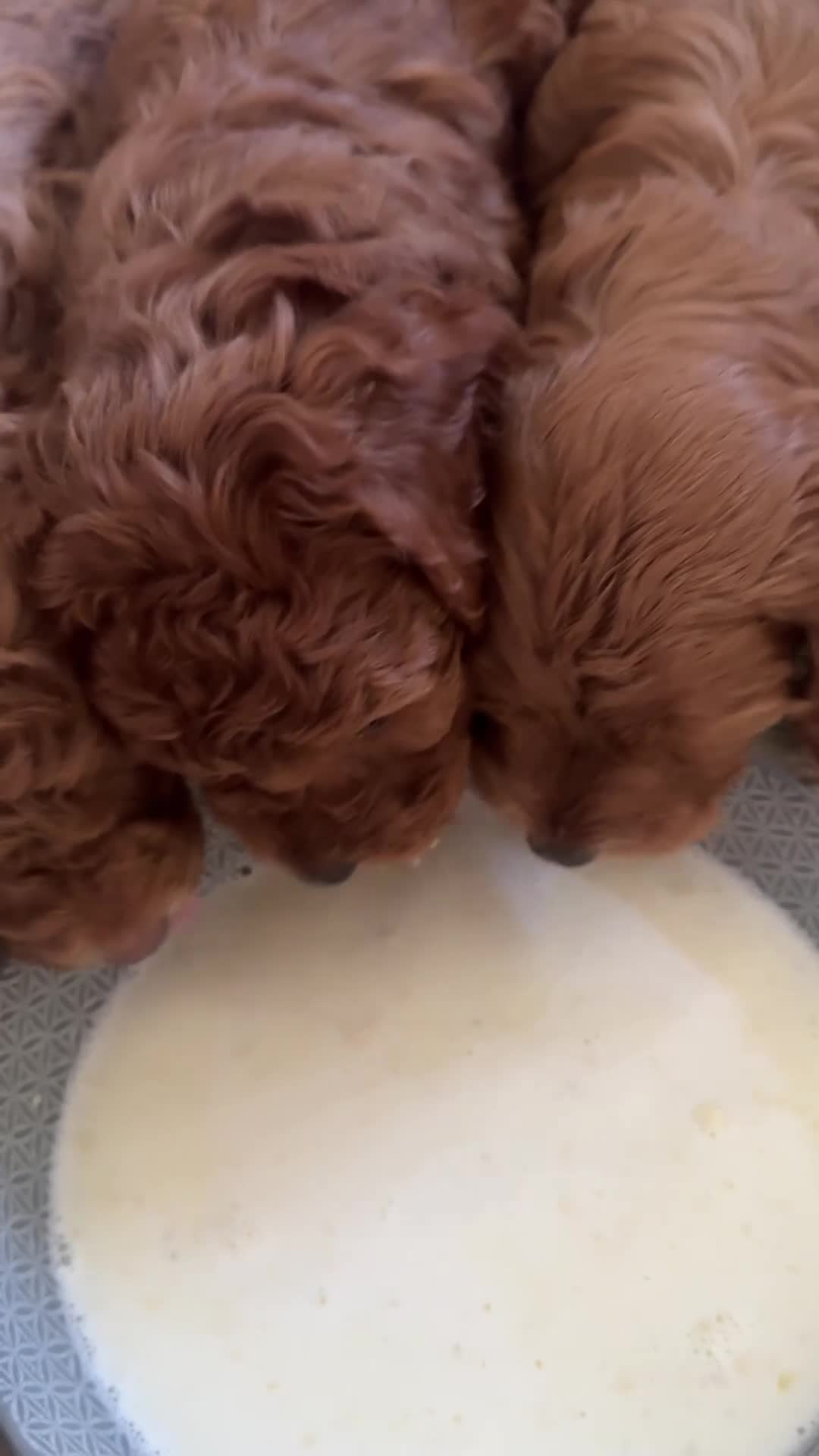 Cockapoo dogs for sale: Loving Cockapoo puppies  - Video 1