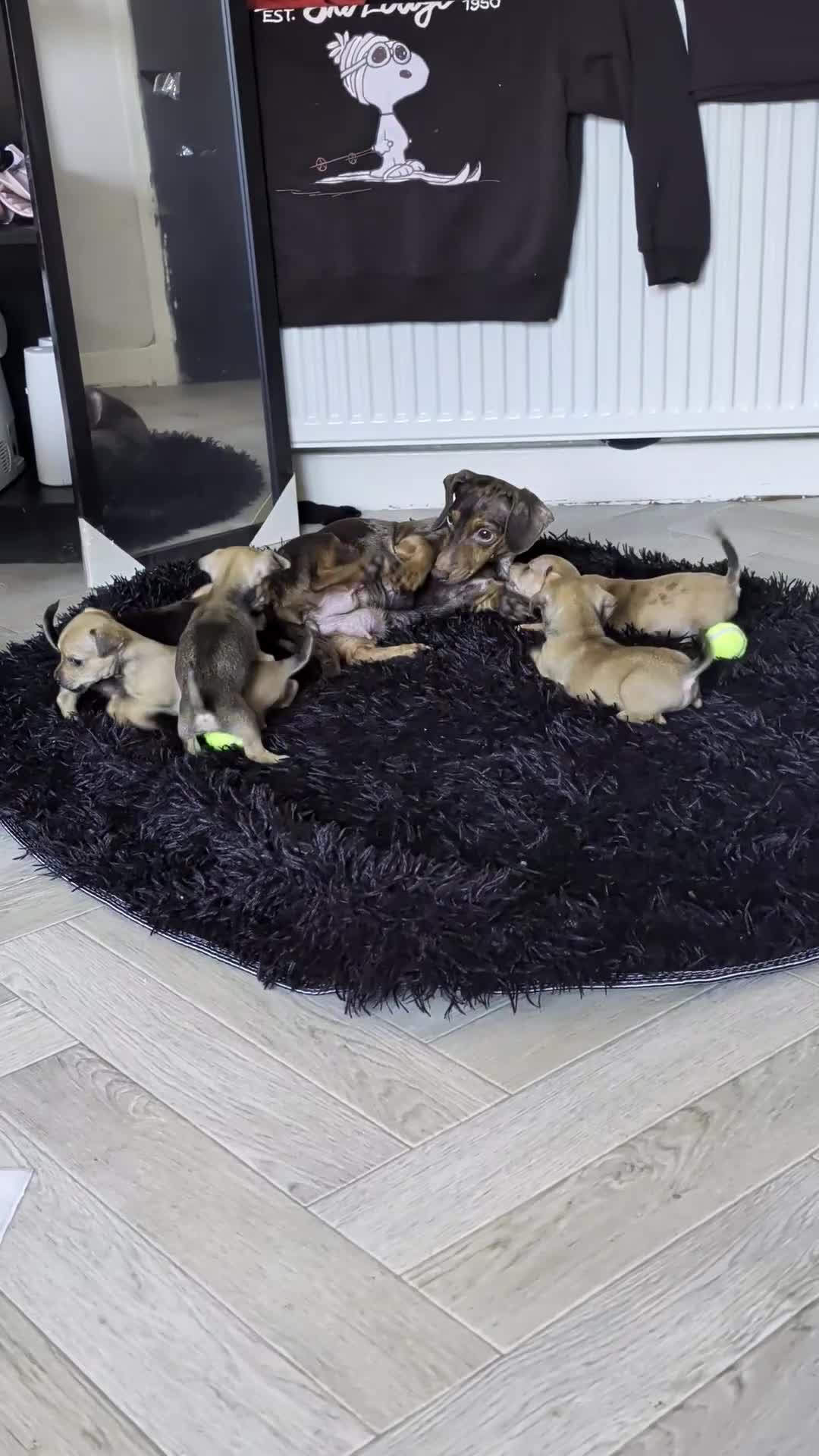 Dachshund dogs for sale: 2 puppies left  - Video 1