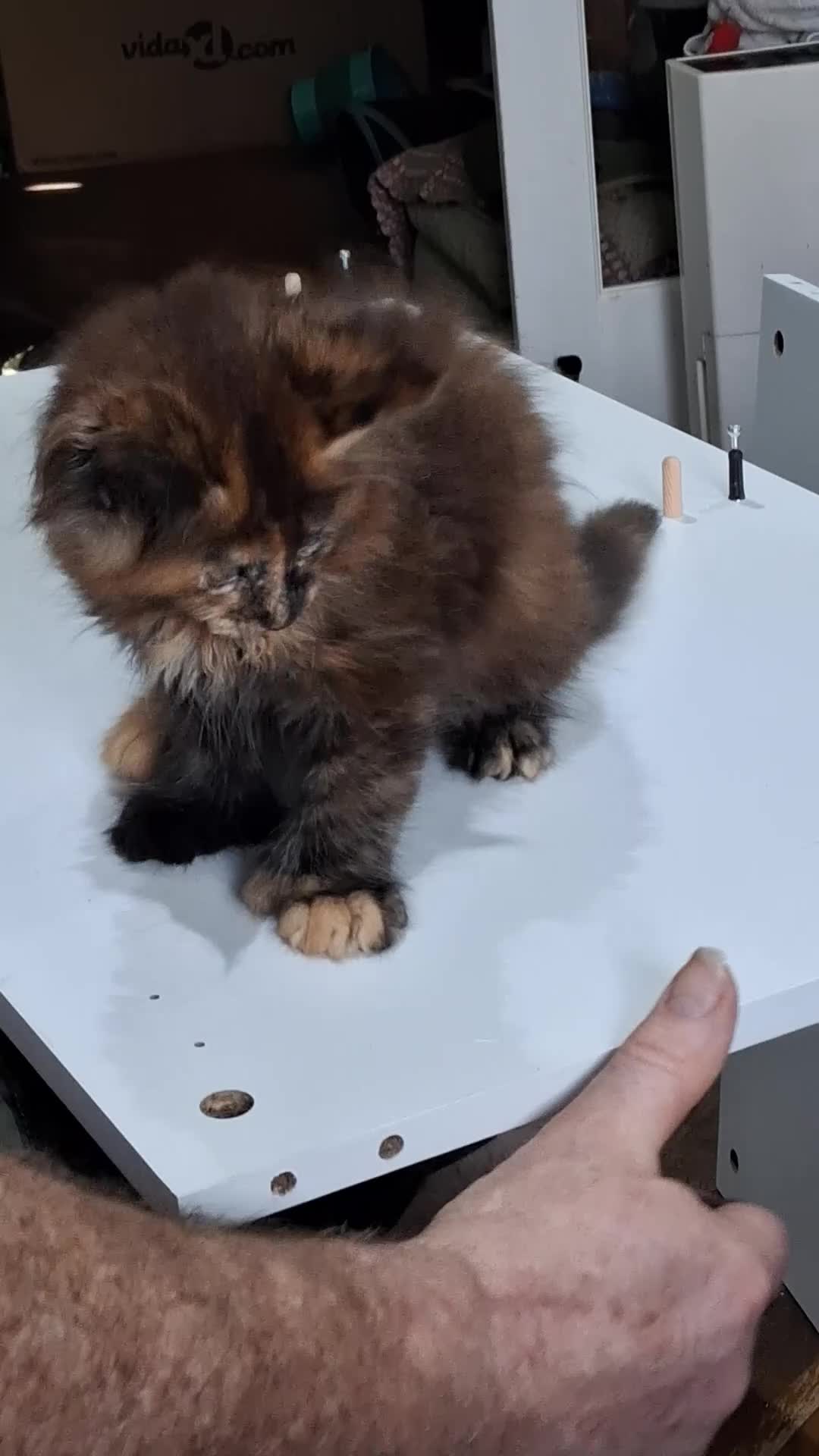 Maine Coon cats for sale: HOME BREED TICA REGISTERED KITTENS in King's Lynn - Video 4