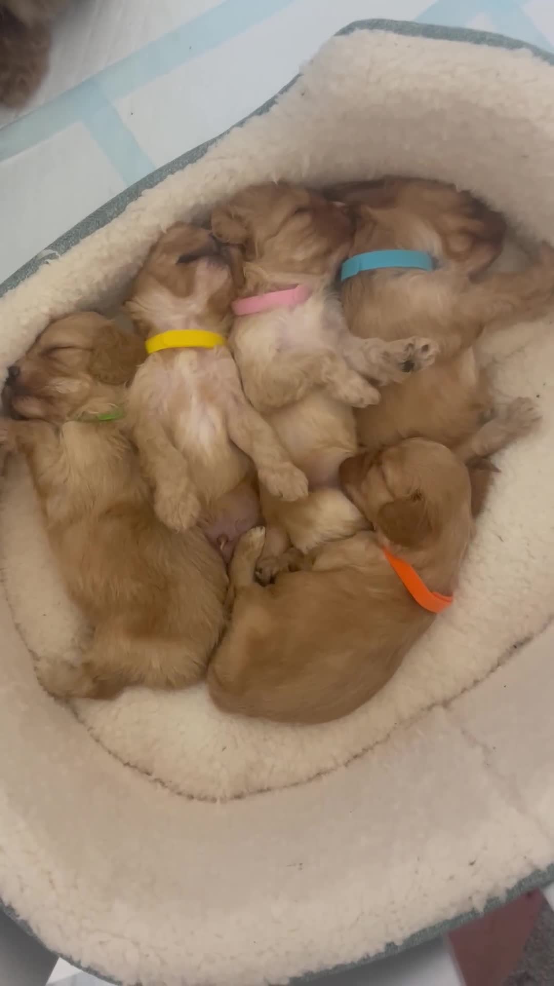 Cavapoo dogs for sale: Wonderful beautiful f1 champagne cavapoo babies  - Video 1