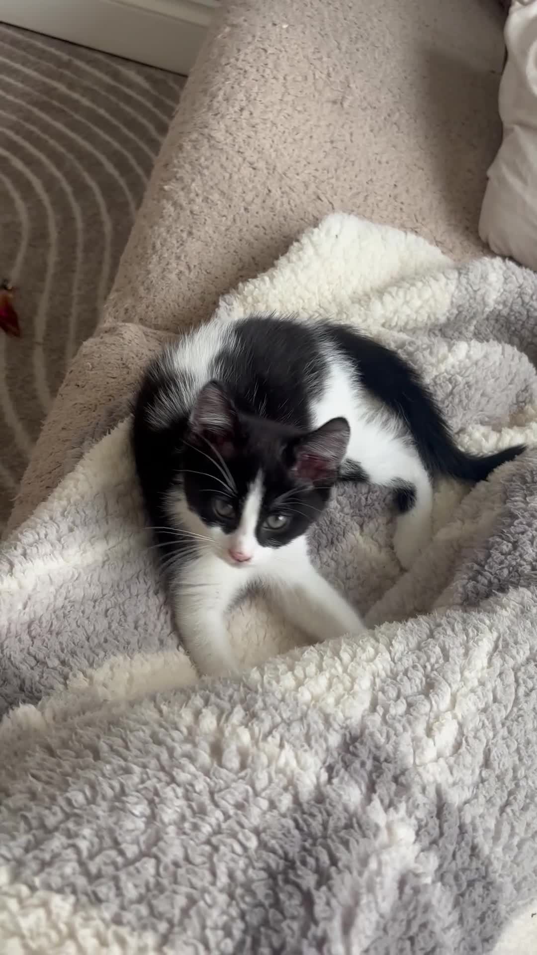 British Shorthair cats for sale: 11-Week-Old Kitten Looking for a Loving Home 🐾 - Video 1