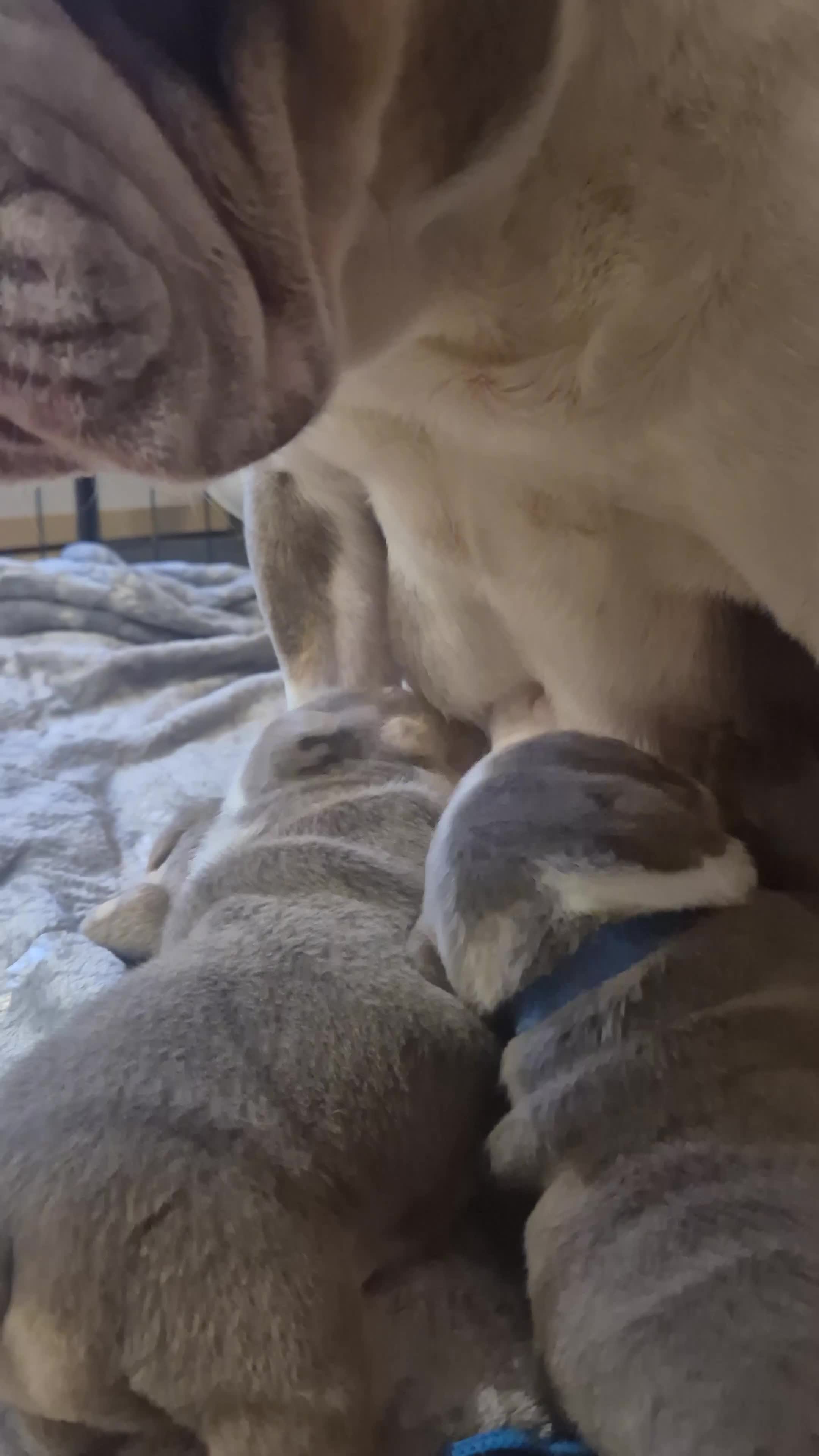 English Bulldog dogs for sale: ☆ showstopping stocky and Rare lilac tri pups ☆  - Video 1