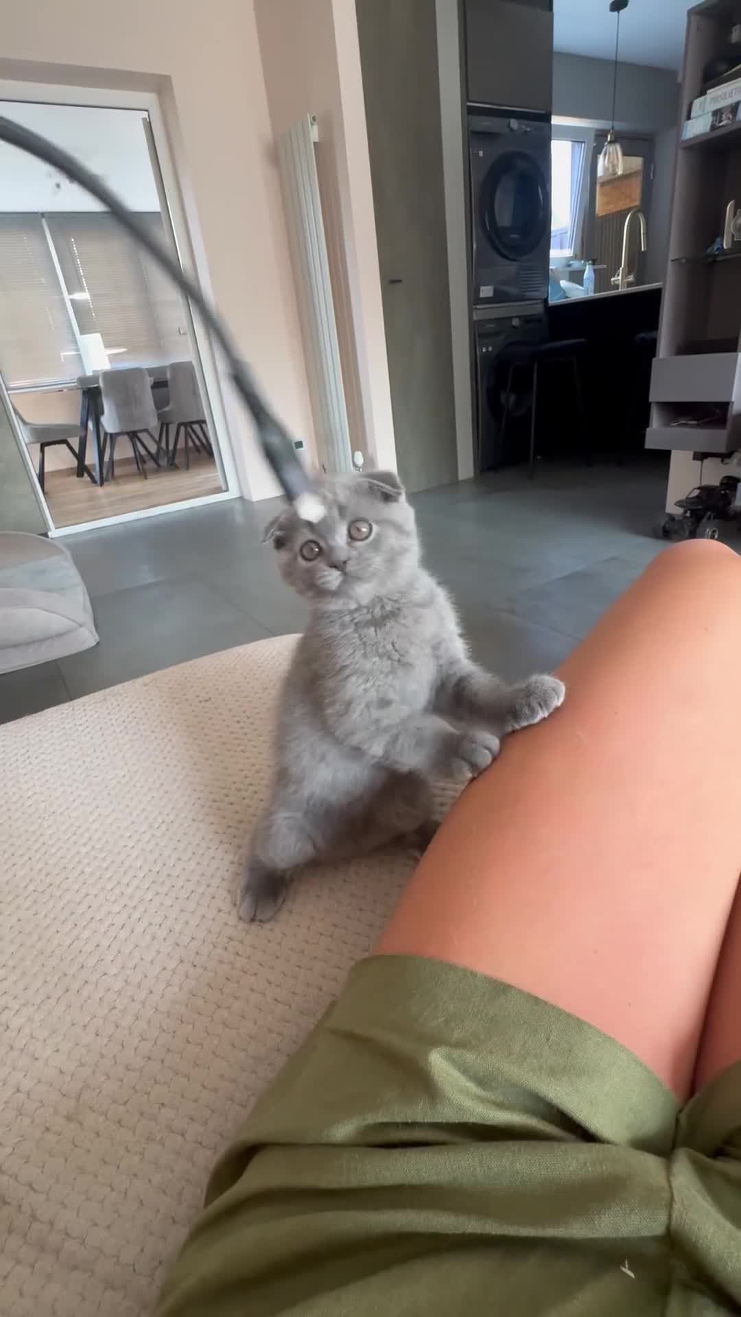British Shorthair cats for sale: BeautifulScottish folds Ready now! Quality kittens - Video 3