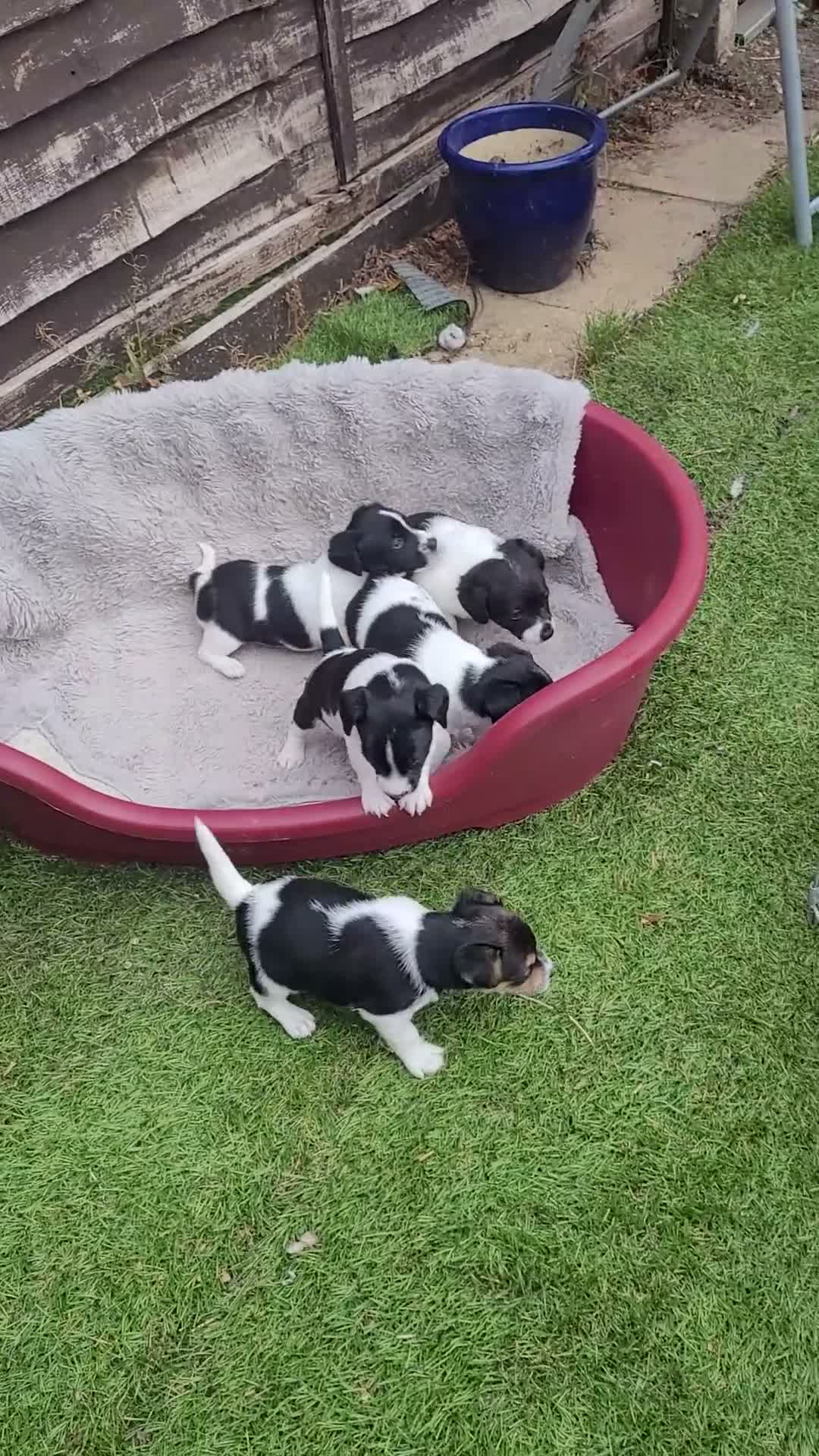Jack Russell dogs for sale: Jackrussell - Video 1