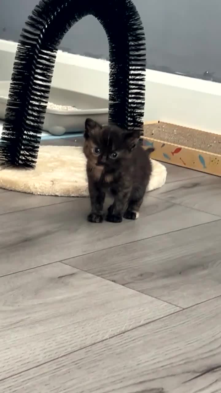Mixed Breed cats for sale: 8 week old kittens  in Hove - Video 1