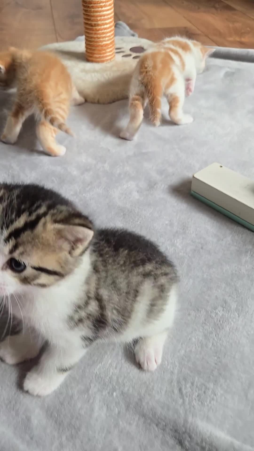 Mixed Breed cats for sale: Beautiful fluffy ginger kittens - Video 1