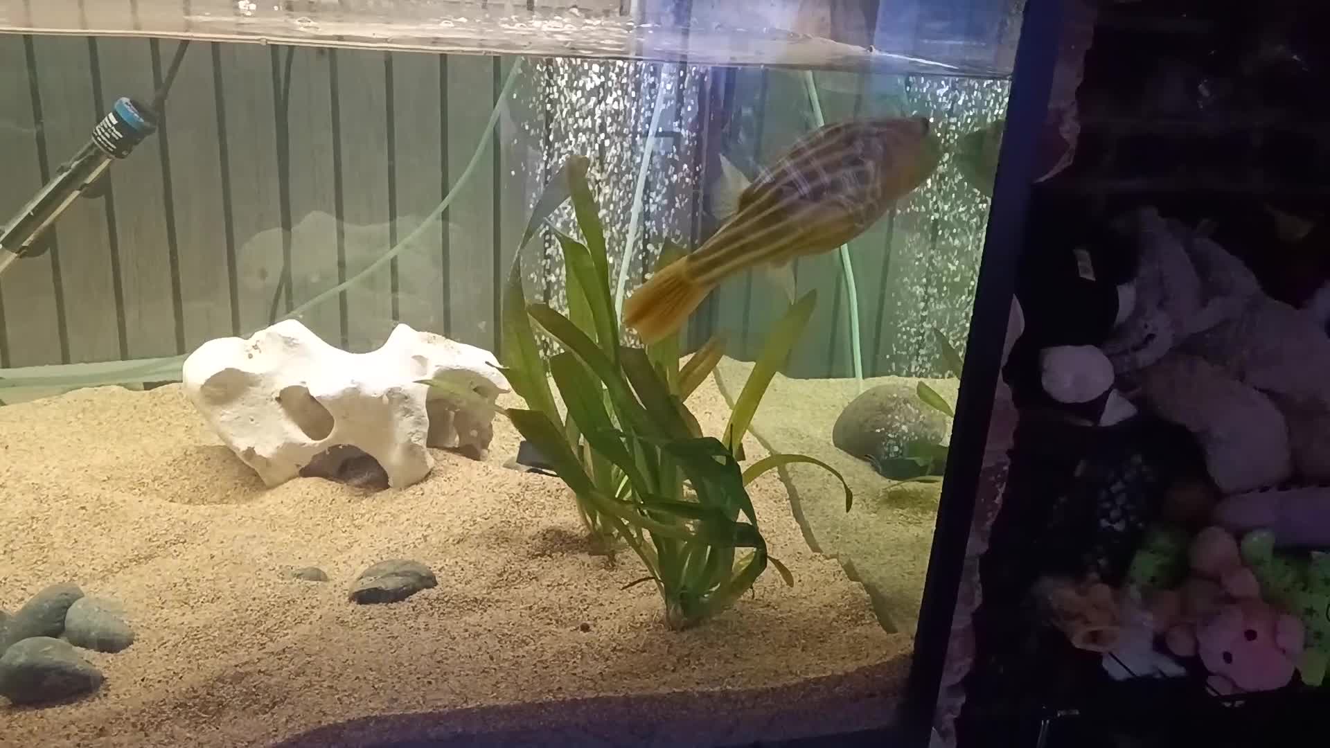 Pufferfish fish for sale: Large fahaka puffer fish - Video 1