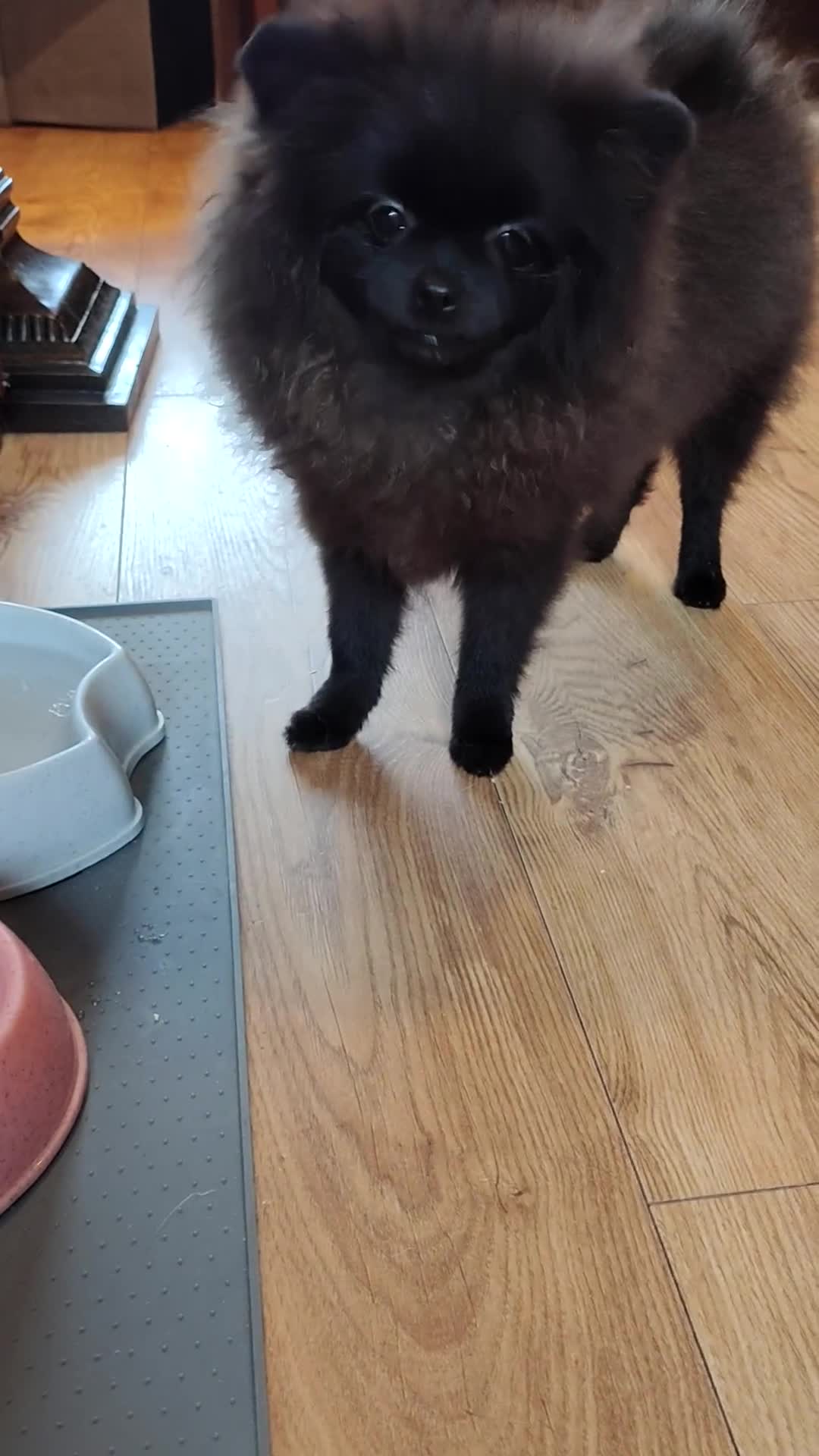 Pomeranian dogs for sale: Pom puppys with Kc reg , pedigree for sale in Taunton - Video 3