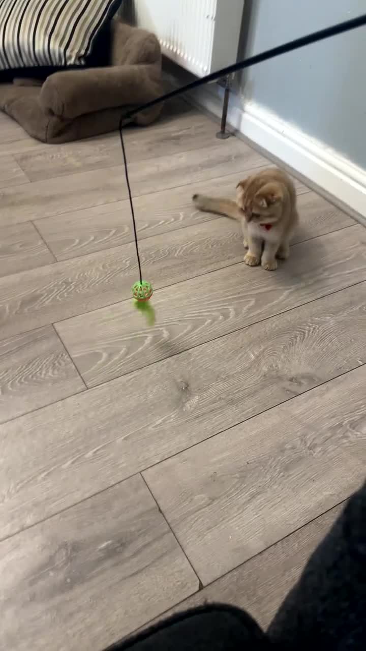 Scottish Fold cats for sale: TICA REGISTERED SCOTTISH FOLD  FEMALE FOR SALE - Video 1