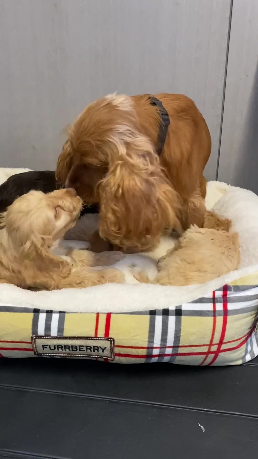 Cockapoo dogs for sale: AMAZING STUNNING F1 SHOW TYPE COCKAPOO  - Video 4