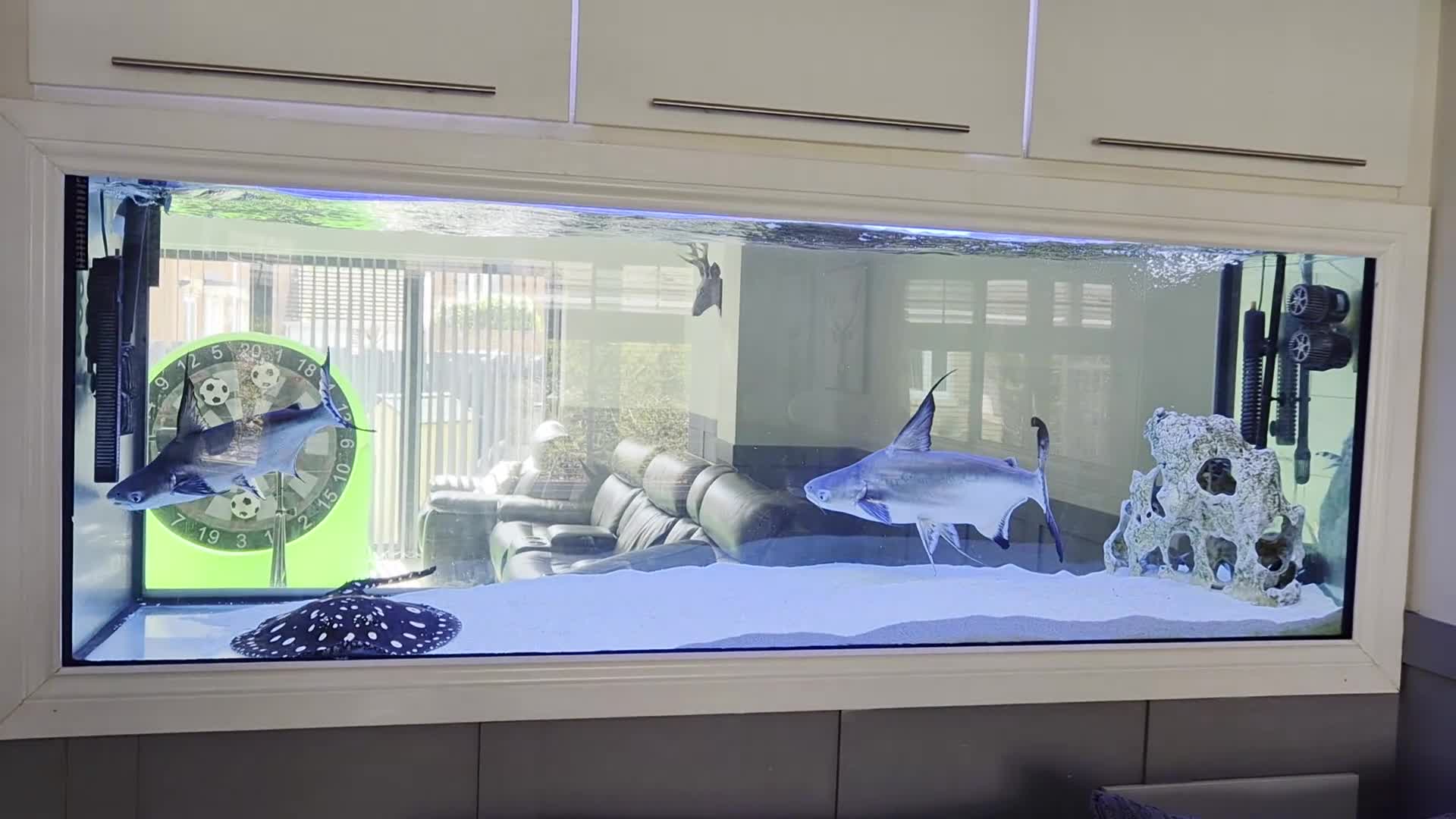 Sharks fish for sale: Pangasius paroon sharks and sting ray large in Boldon Colliery - Video 2