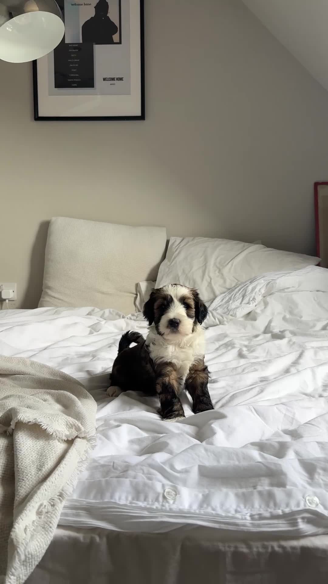 Mixed Breed dogs for sale: Tibetan Terrier with 1/4 Spanish water dog - Video 1