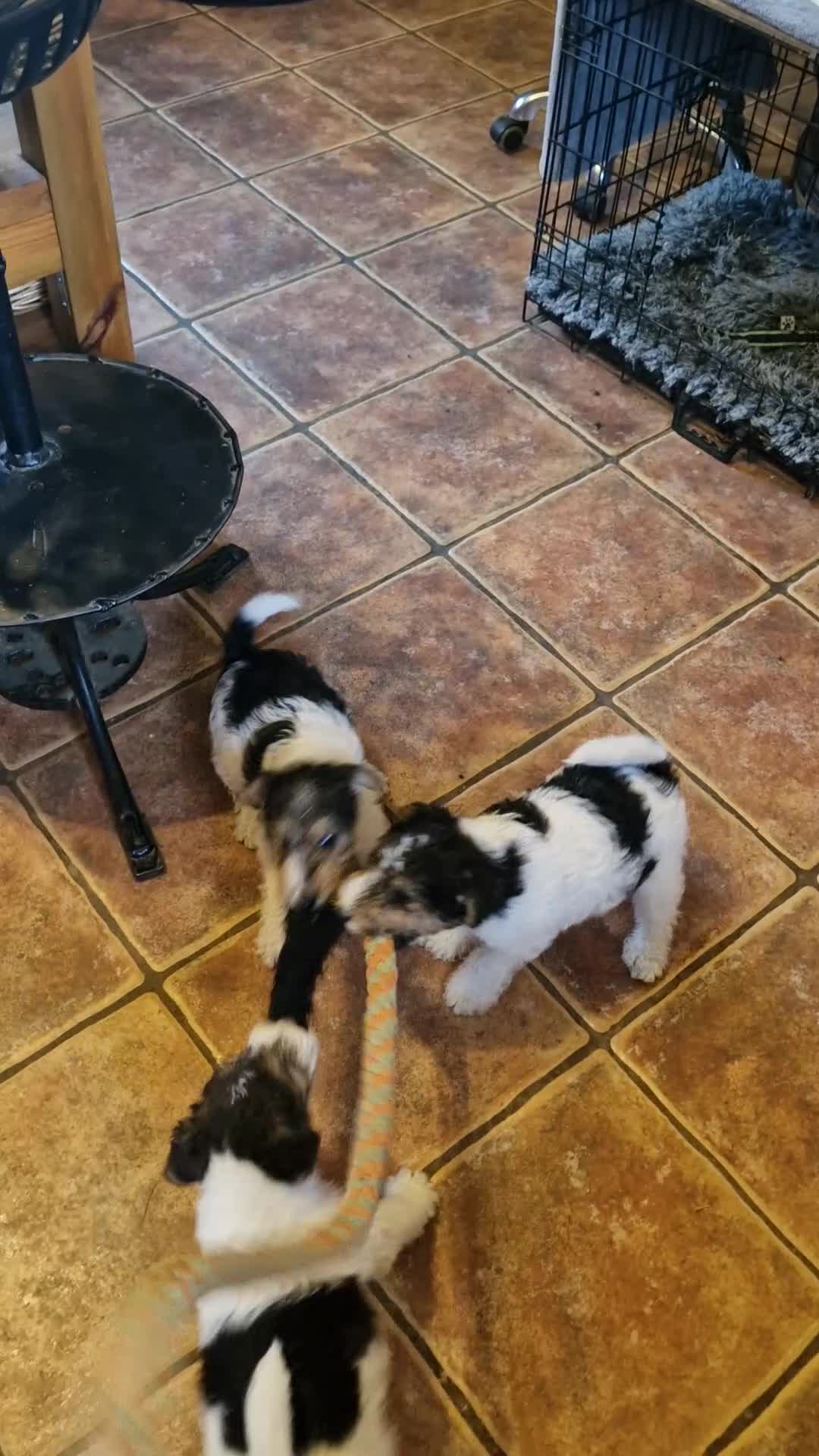 Fox Terrier dogs for sale: 3 little foxie girls - Video 2