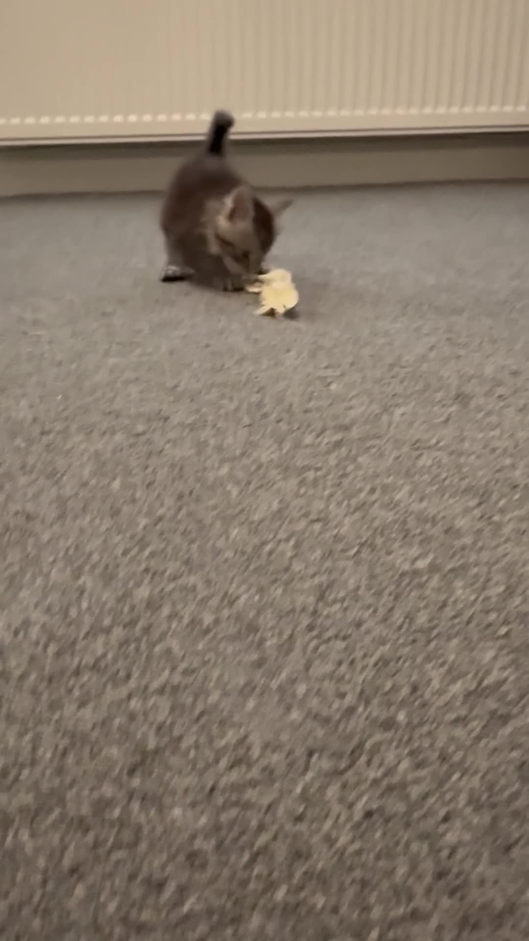 Maine Coon cats for sale: Black/Silver Tabby Female Kitten in Stalybridge - Video 1