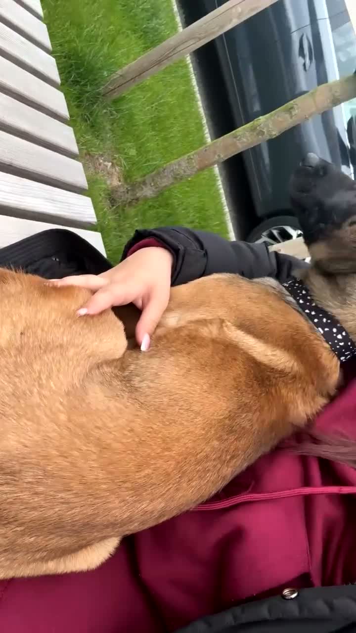 Belgian Shepherd Dog dogs for sale: 9 month old belgium malinois - Video 4