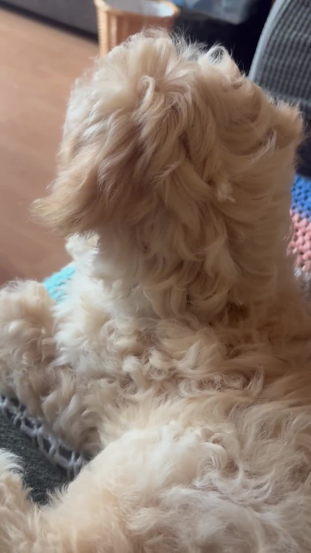 Cavapoo dogs for sale: Beautiful Cavipoo girl  - Video 1