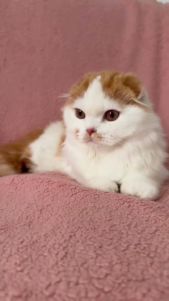 Ragdoll cats for sale: Beautiful Scottish Fold & Ragdoll Doll Mix Kittens - Video 1