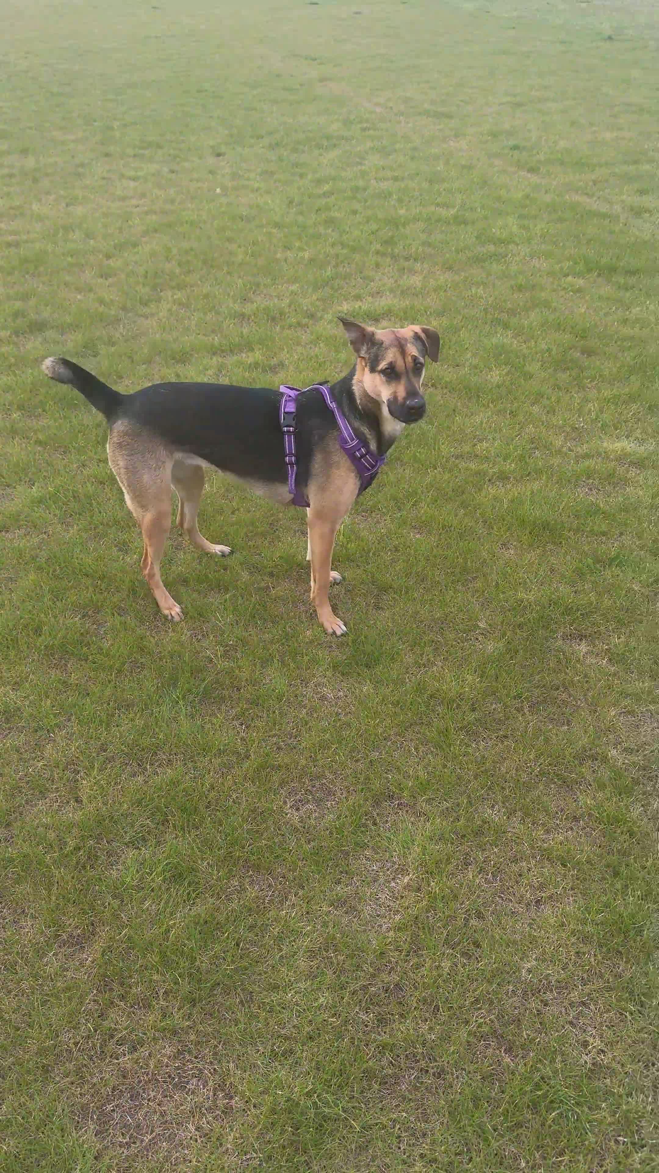Mixed Breed dogs for sale: Roxy ❤️ A devoted girl looking a home (urgent) - Video 1