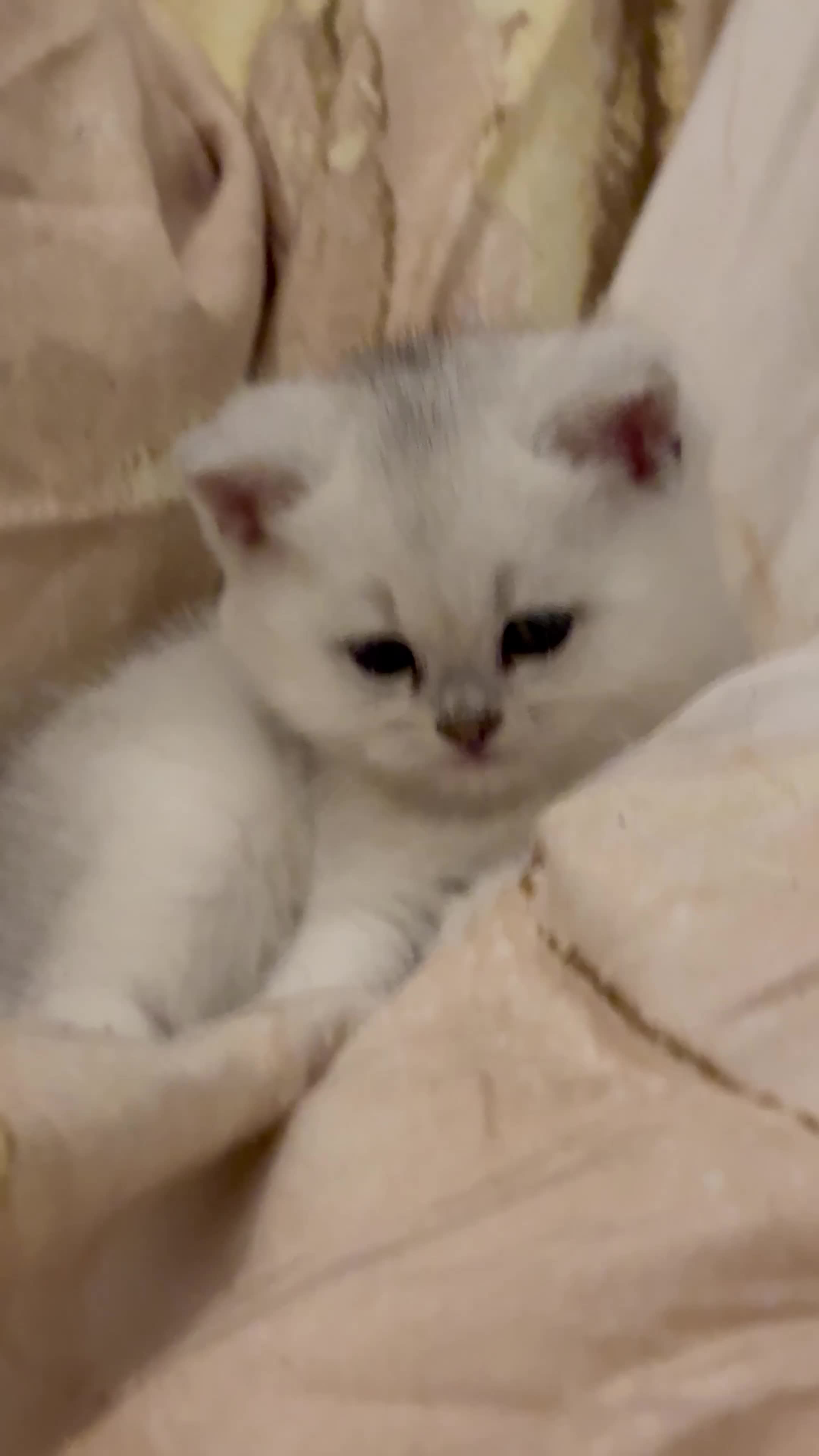 British Shorthair cats for sale: Golden and Silverline BSH  - Video 4