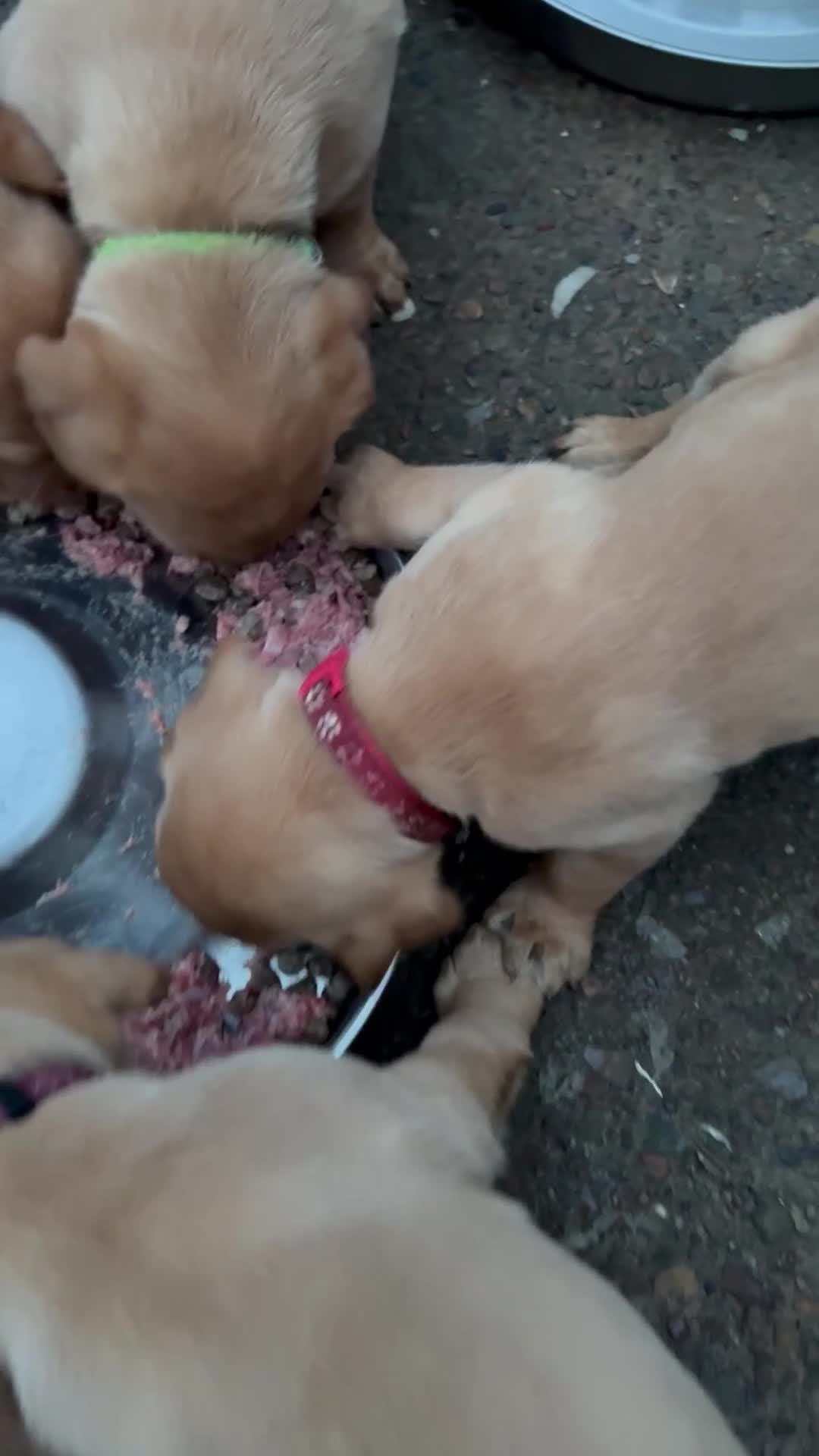 Labrador Retriever dogs for sale: Fox red Labrador Puppies  - Video 1