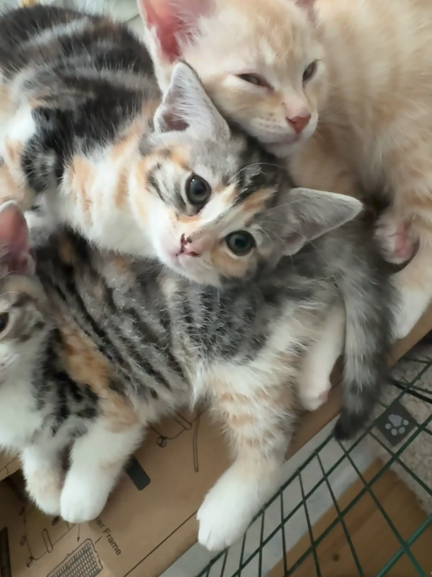Mixed Breed cats for sale: Bengal and British shorthair short hair mix - Video 4