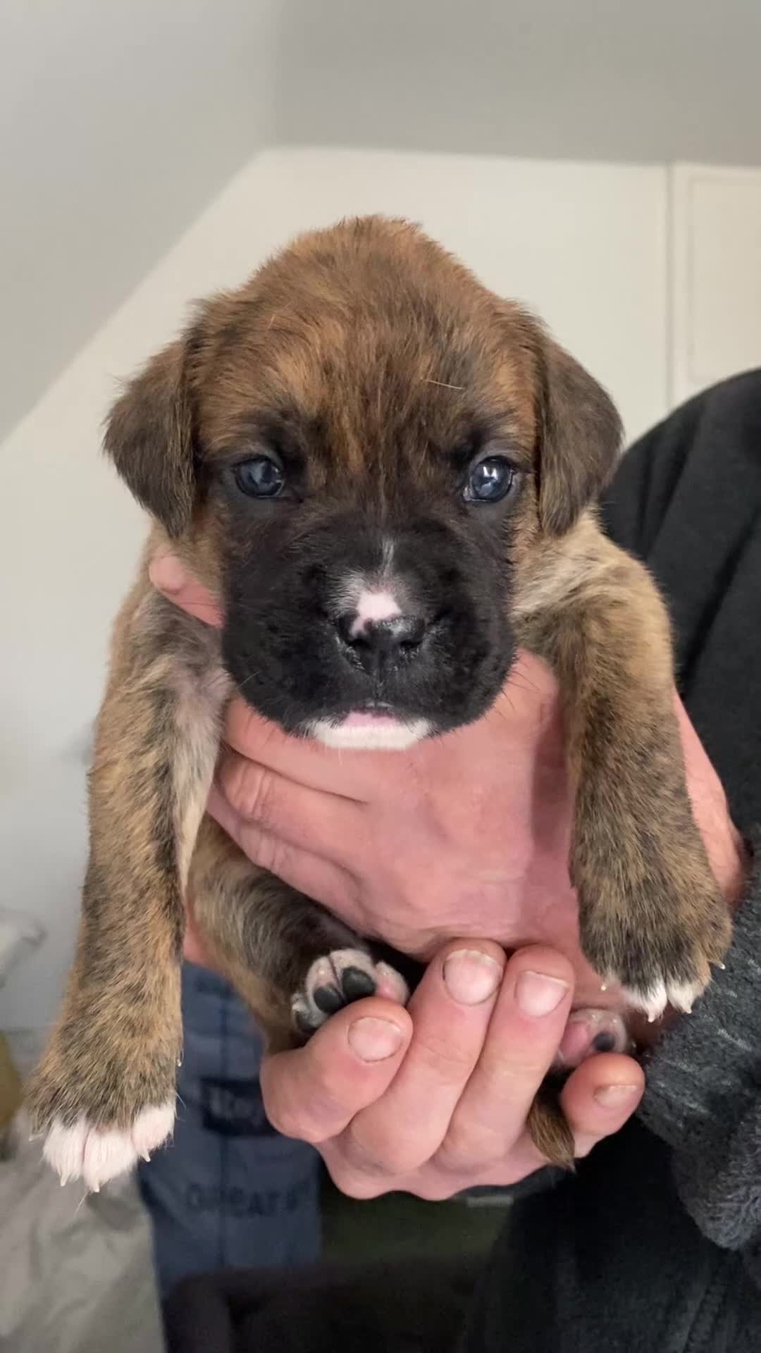 Mixed Breed dogs for sale: Home Reared Boxer cross Puppies – 4 Boys Available - Video 1