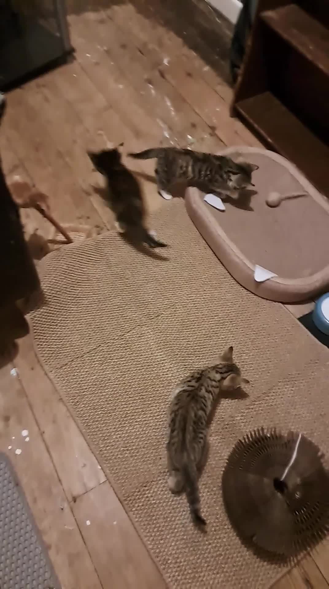 Mixed Breed cats for sale: Calico kittens for sale  - Video 1