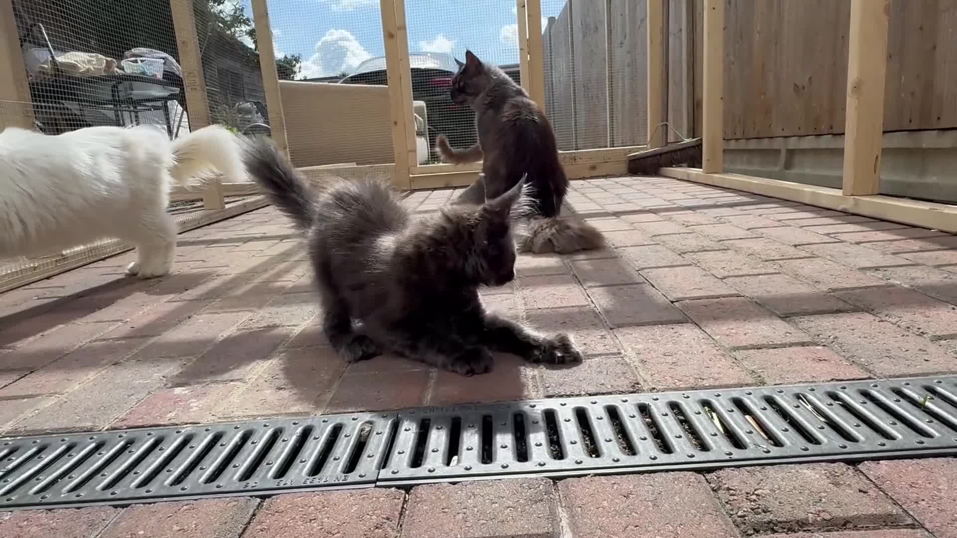 Maine Coon cats for sale: Lovely Blue Maine Coon kitten - Video 1