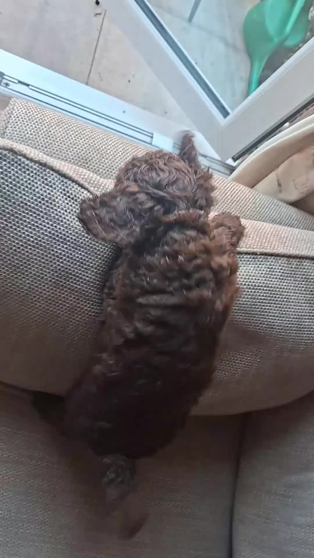 Miniature Poodle dogs for sale: Ready to go- mini choc boys - Video 1