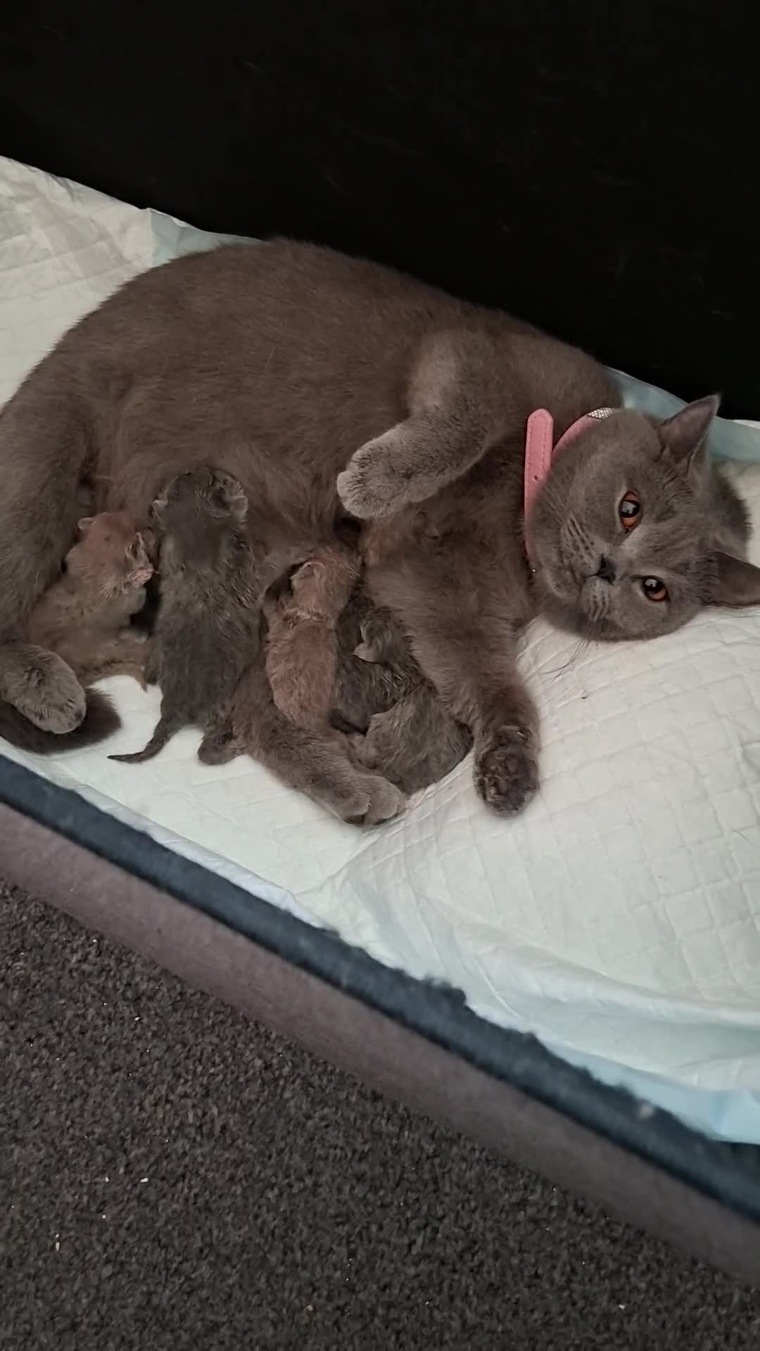 British Shorthair cats for sale: GCCF registered BSH kittens  - Video 1