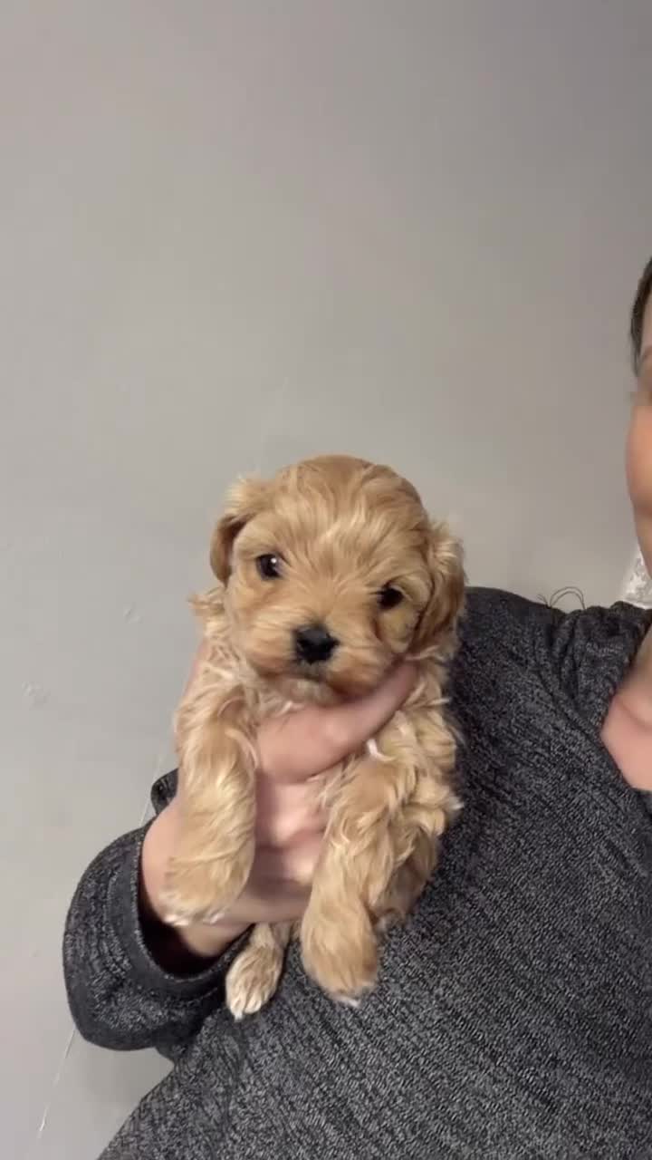 Maltipoo dogs for sale: F1 TOY maltipoos,parents dna health clear🏆blood - Video 2