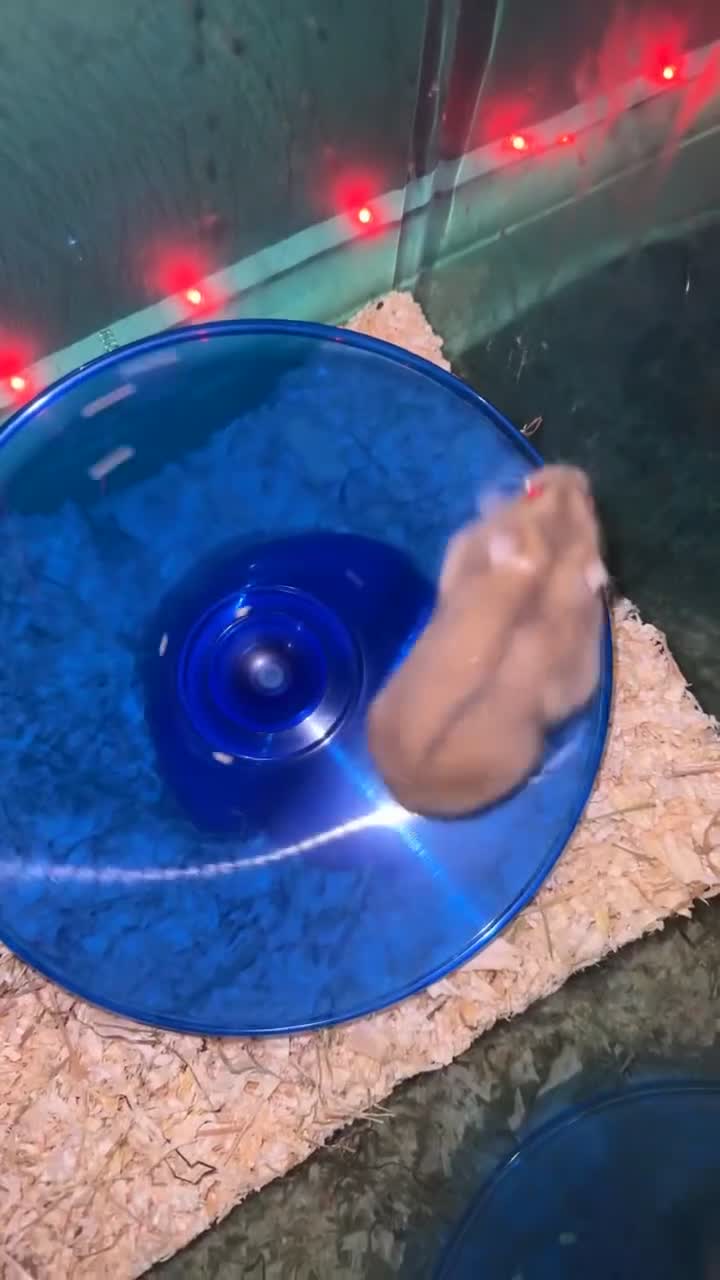 Hamster rodents for sale: dwarf hamster for sale - Video 3