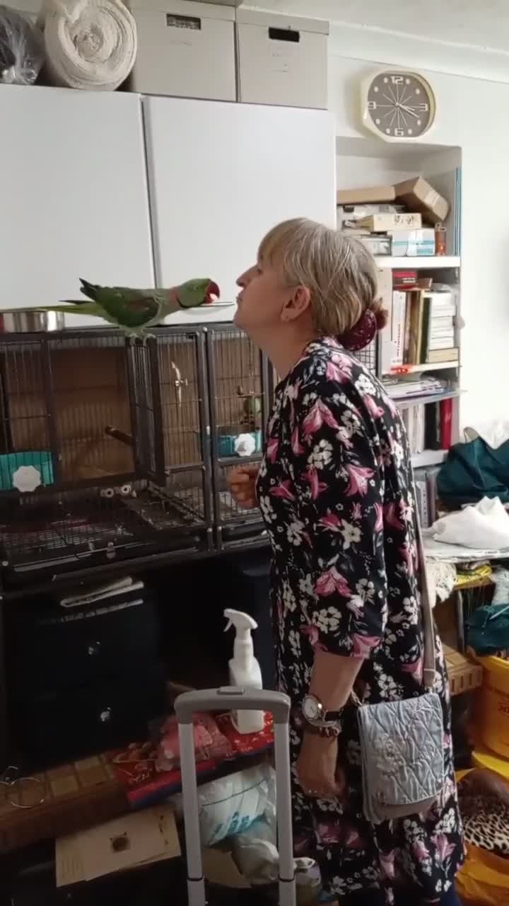 Parrots birds for sale: Alexandrian Parrott - Video 1