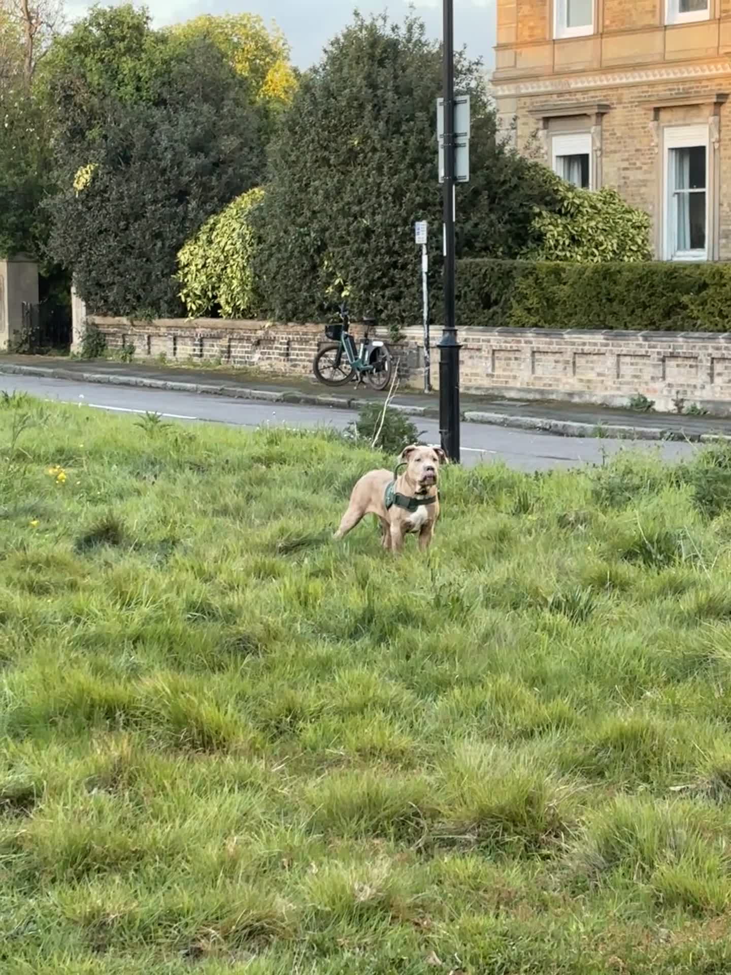 Mixed Breed dogs for sale: Gorgeous 4 month old Amstaff Pup - Video 3