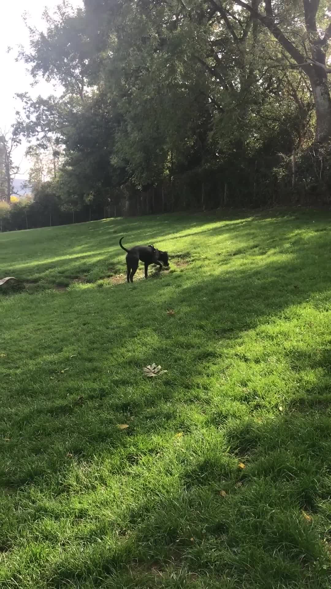 Mixed Breed dogs for sale: Marley - Video 1
