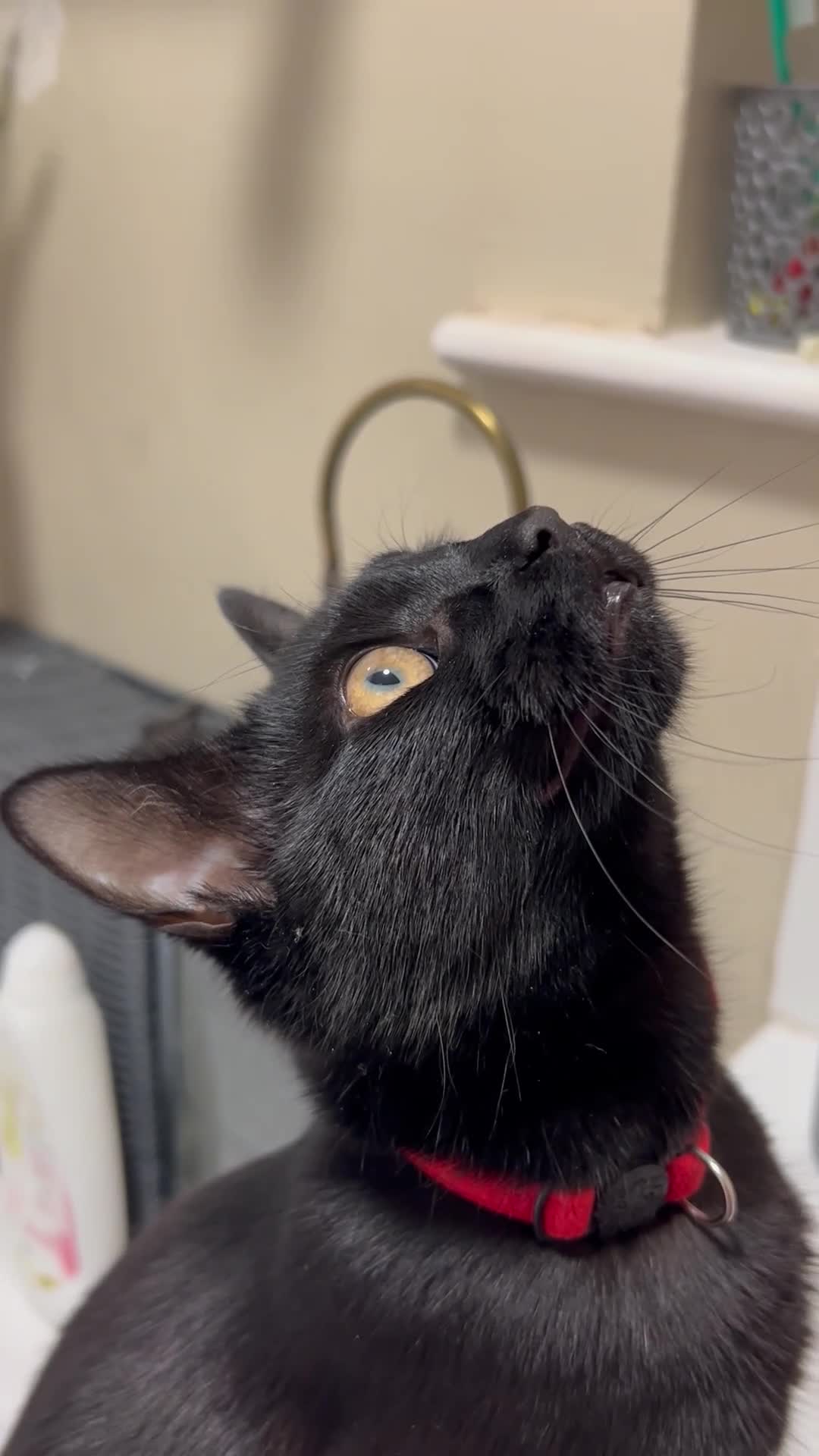 Domestic Shorthair cats for sale: Black female cat in Manchester - Video 1