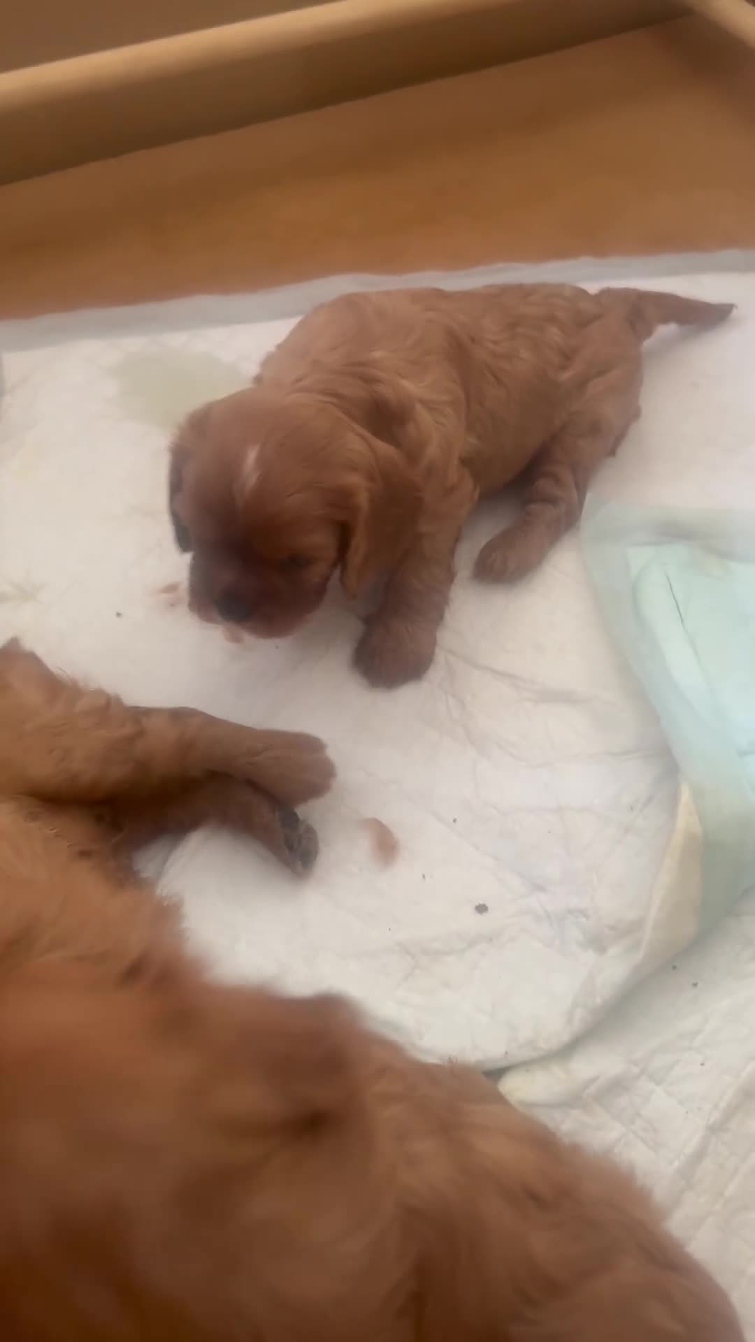 Cavalier King Charles Spaniel dogs for sale: Cavalier King Charles - Video 1