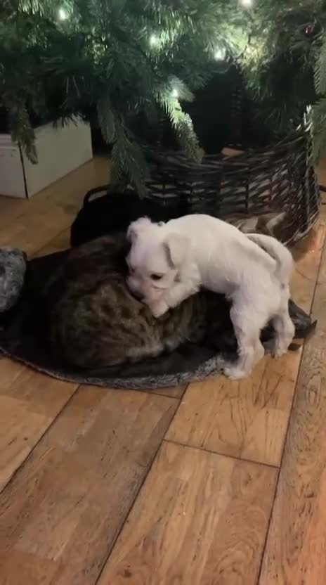 Miniature Schnauzer dogs for sale: Stunning miniature schnauzers  - Video 2