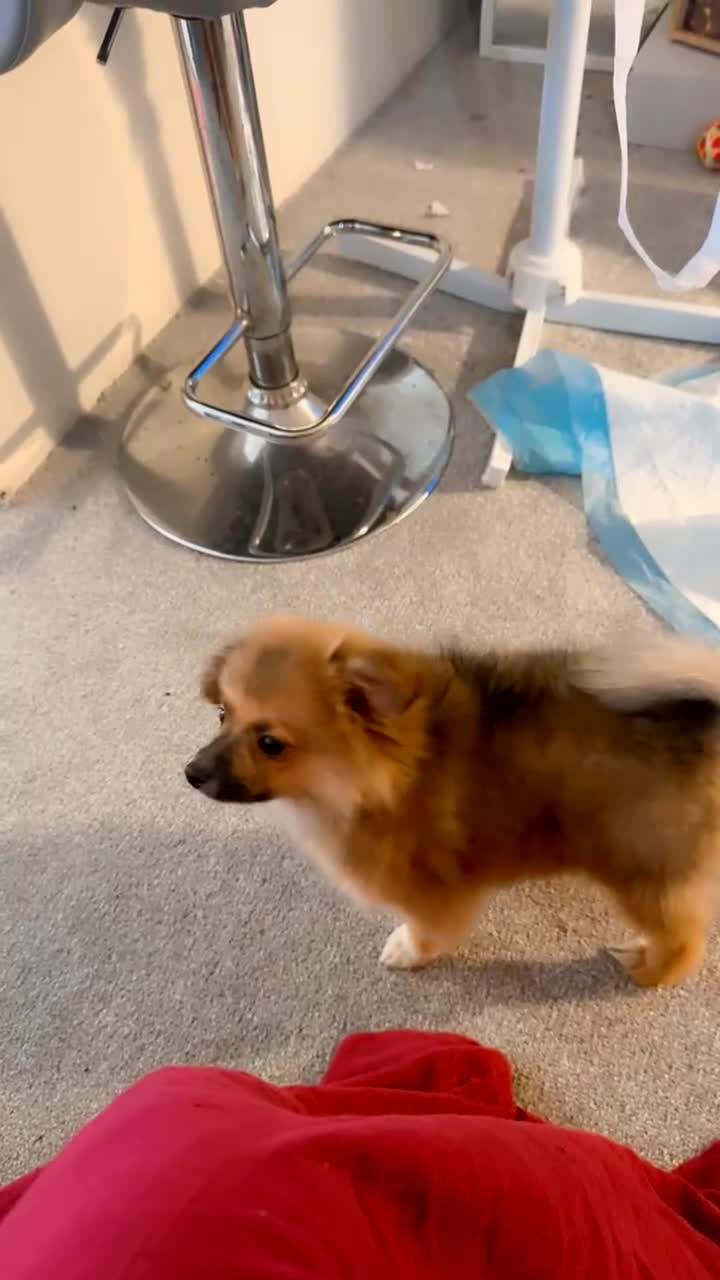 Pomeranian dogs for sale: Pomeranian puppy for sale  - Video 1