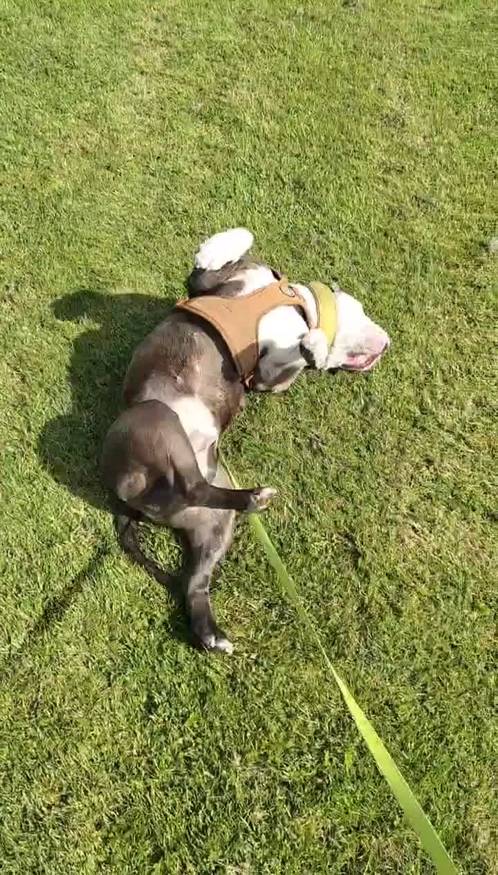 Mixed Breed dogs for sale: Blue  in Ayr - Video 1