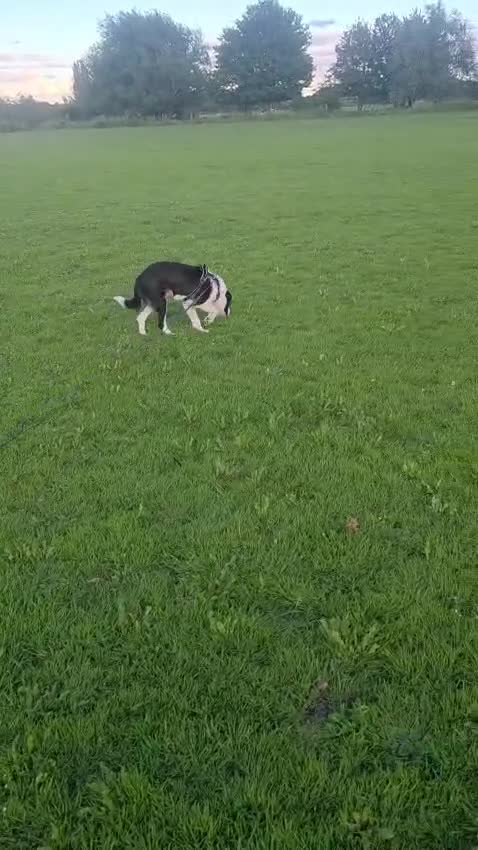 Mixed Breed dogs for adoption: Meet PANDA - a Superb Young Boy for a Loving Home in Leicester - Video 5