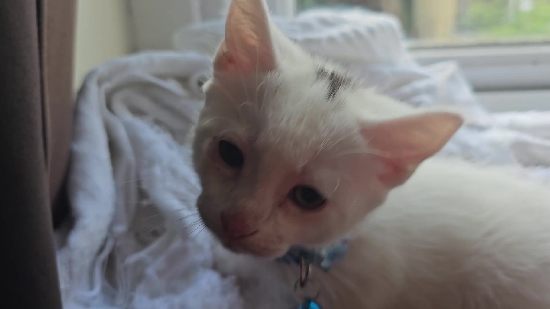Mixed Breed cats for sale: 3  kittens😸  ready to go in Wisbech - Video 2