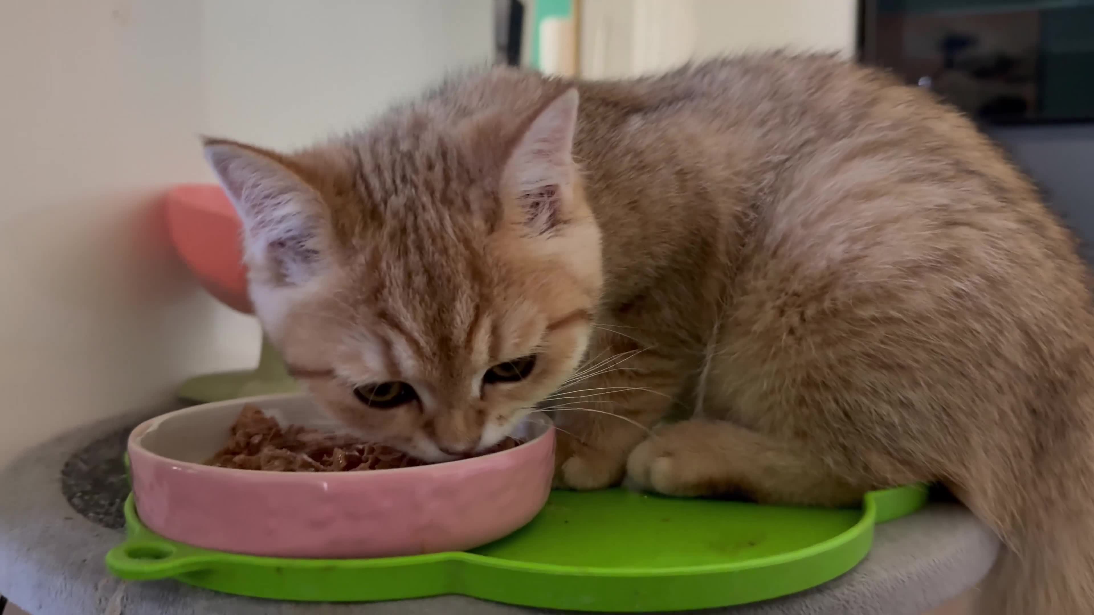 British Shorthair cats for sale: Ready £1200 female Golden BSH - Video 1