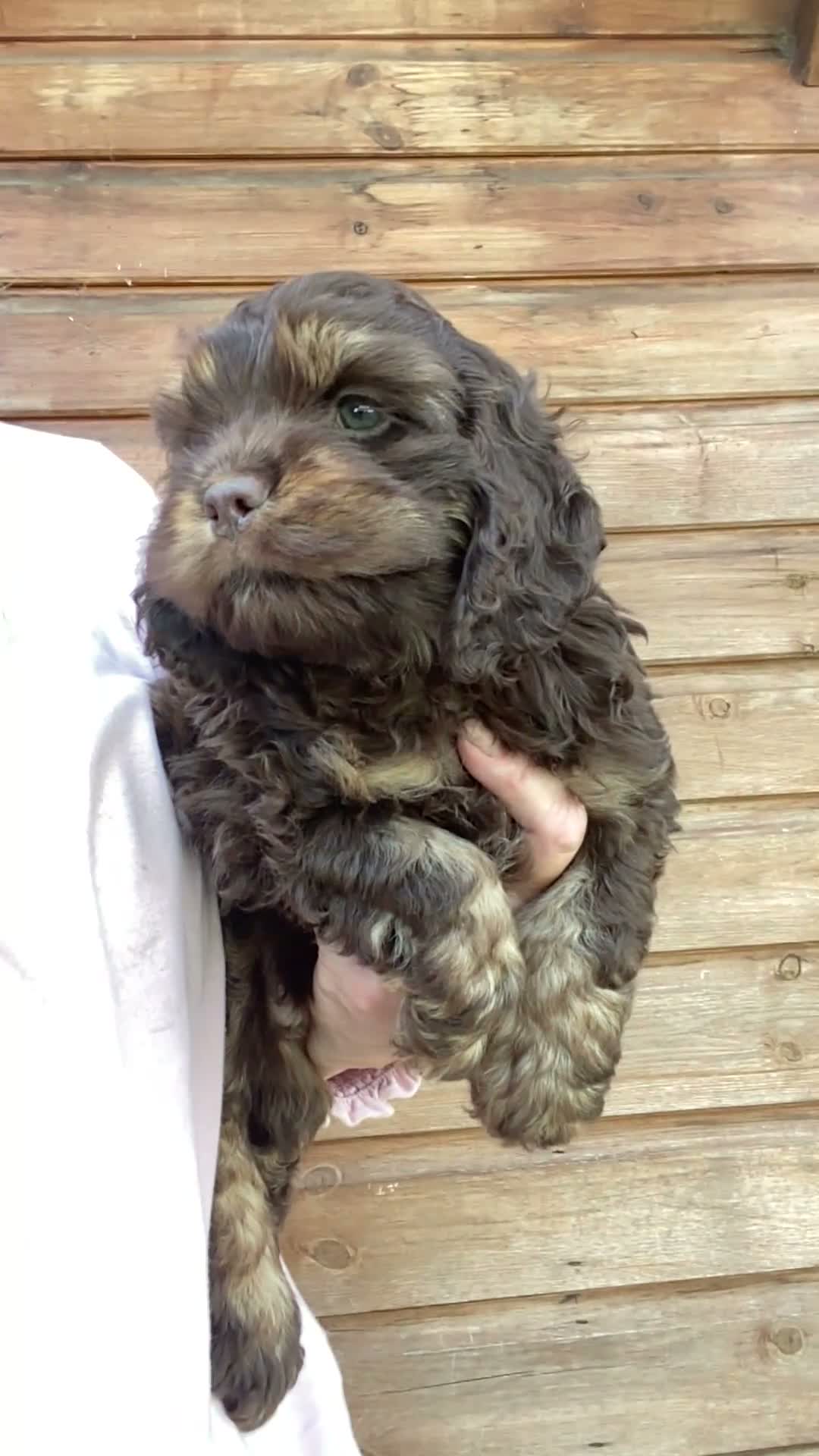 Cockapoo dogs for sale: Yankee Doodle cocker poo  - Video 4