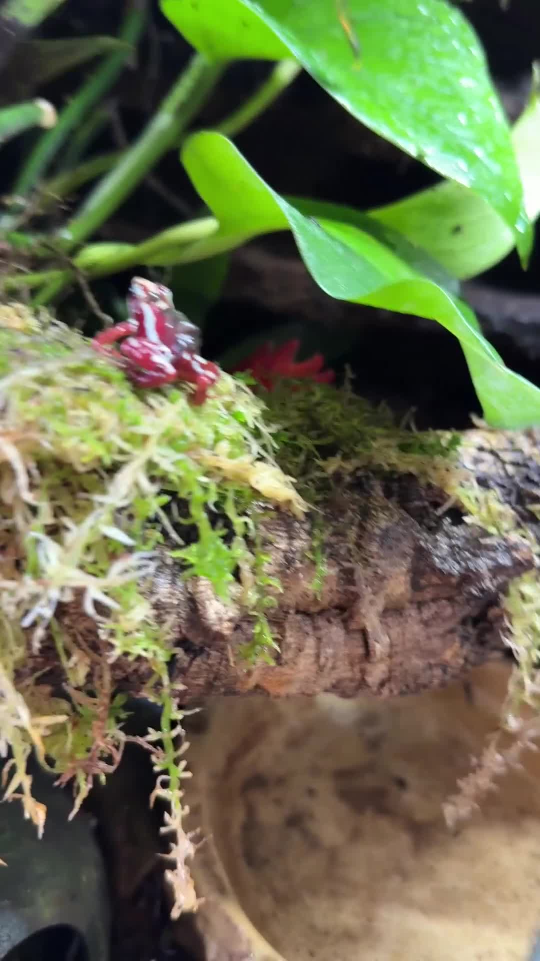 Frog reptiles for sale: Sant Isabel dart frogs froglets - Video 1