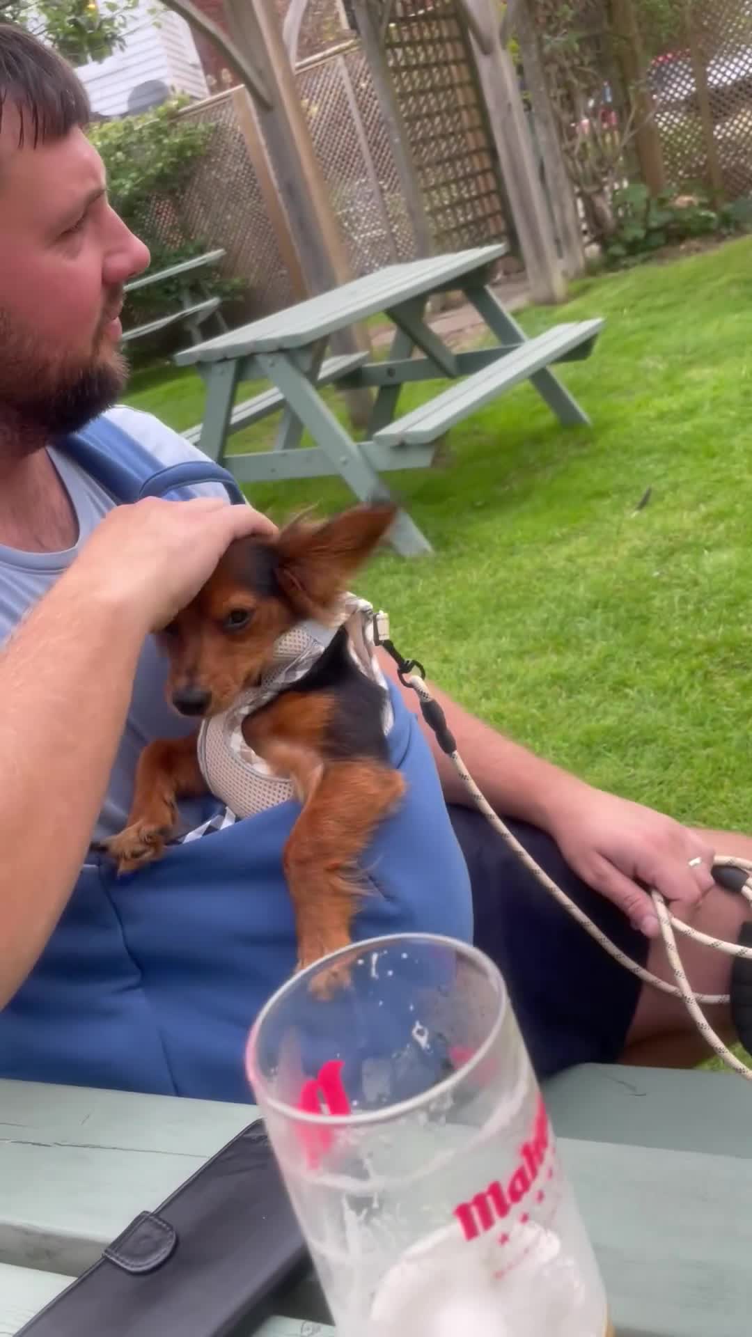 Chiweenie dogs for sale: Handsome Billy  - Video 2